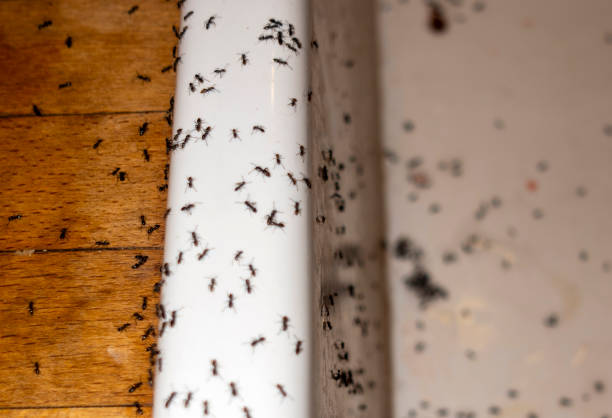Best Pest Inspection Near Me  in Moose Lake, MN