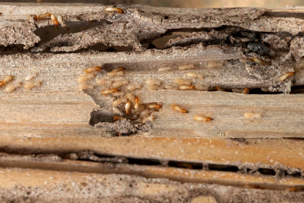 Best Exterminator Services  in Moose Lake, MN