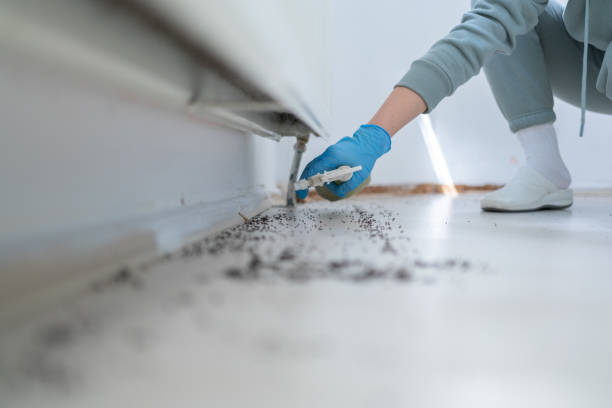 Best Termite Control Services  in Moose Lake, MN